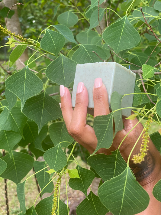 Aloe Vera Hydrating Bar